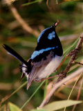 Superb Fairy-Wren or Blue Wren., Australia Photographic Print by Charles Sleicher