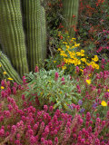 Landscape of Saguaro National Monument, Arizona, USA Photographic Print by Art Wolfe