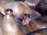 Female Elephant Seals, Piedras Blancas, California, USA Photographic Print by David Northcott