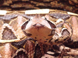 David Northcott - West African Gaboon Viper, Africa Fotografická reprodukce