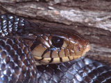 Texas Indigo Snake, Southern Texas, USA Photographic Print by David Northcott