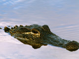 Alligator Lying in Wait for Prey, Ding Darling NWR, Sanibel Island, Florida, USA Photographie par Charles Sleicher