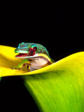 Lined Day Gecko, Native to Madagascar Fotografie-Druck von David Northcott