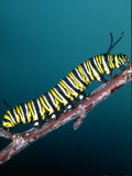 Monarch Butterfly Caterpillar, California, USA Photographic Print by David Northcott