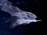 Leaf-nosed Fruit Bat Triple in Flight, Native to South America Photographic Print by David Northcott