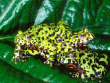 Fire Belly Toad, Native to Northeast China Photographic Print by David Northcott