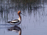 American Avocet Wading Photographie par Charles Sleicher