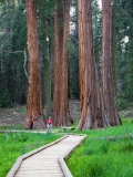 Big Trees Trail with Giant Sequoia Trees, Round Meadow, Sequoia National Park, California, USA Lámina fotográfica por Jamie & Judy Wild Big Trees Trail with Giant Sequoia Trees, Round Meadow, Sequoia National Park, California, USA Lámina fotográfica por Jamie & Judy Wild