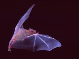 David Northcott - Sanborn's Long-nosed Bat, Arizona, USA - Fotografik Baskı