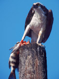 Osprey on Post with Fish Photographic Print by Charles Sleicher