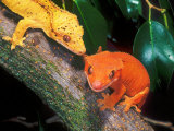 New Caledonia Crested Gecko, Native to New Caledonia Reprodukcja zdjęcia autor David Northcott New Caledonia Crested Gecko, Native to New Caledonia Reprodukcja zdjęcia autor David Northcott