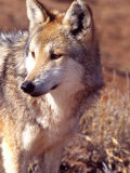 Mexican Wolf, Native to Mexico Photographic Print by David Northcott