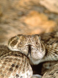 Western Diamondback Rattlesnake Photographic Print by David Northcott