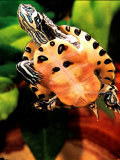 Yellow Belly Turtle, Native to Southern USA Photographic Print by David Northcott