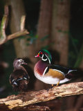 Wood Duck, Florida, USA Photographic Print by Charles Sleicher