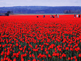 Skagit Valley of Washington, USA Photographic Print by Charles Sleicher