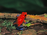 Strawberry Poison Dart Frog, Rainforest, Costa Rica Fotografie-Druck von Charles Sleicher