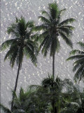 Coconut Palms Above Ocean, Bora Bora, French Polynesia Photographic Print by Art Wolfe