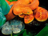 African Bush Viper Trio Photographie par David Northcott