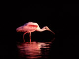 Roseate Spoonbill at Dawn, Everglades National Park, Florida, USA Photographic Print by Charles Sleicher