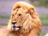Male African Lion, Panthera Leo, Tanzania Africa Photographic Print by David Northcott
