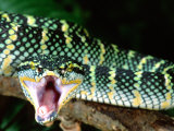 Malaysian Temple Viper, Native to Malaysia and Indonesia Fotografie-Druck von David Northcott