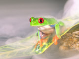 Red Eye Tree Frog in the Mist, Native to Central America Photographic Print by David Northcott