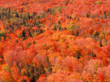 Fall Colors, Northwoods, Minnesota, USA Photographic Print by Art Wolfe