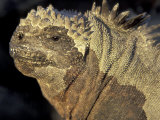 Marine Iguana, Galapagos Islands, Ecuador Photographic Print by Art Wolfe