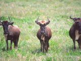 Wildebeest, Tanzania Photographic Print by David Northcott