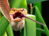 Striped Eyelash Viper Photographic Print by David Northcott