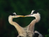 Great Blue Heron Pair, Venice, Florida, USA Photographic Print by Charles Sleicher