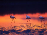 Greater Flamingo, Tanzania Photographic Print by David Northcott