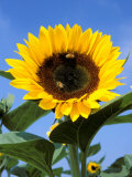 Sunflower with Bees, Santa Barbara, California, USA Photographic Print by Savanah Stewart