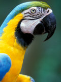 Blue and Yellow Macaw, Iguacu National Park, Brazil Photographic Print by Art Wolfe