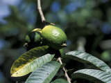 Ripening Guava Fruit, Wilson Botanical Gardens, San Vito, Costa Rica Photographic Print by Cindy Miller Hopkins