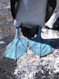 Feet of the Blue-footed Booby, Galapagos Islands, Ecuador Photographic Print by Charles Sleicher