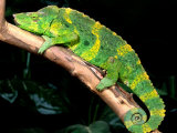 Meller's Chameleon, Native to Tanzania Lámina fotográfica por David Northcott Meller's Chameleon, Native to Tanzania Lámina fotográfica por David Northcott