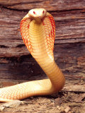 Albino Monocled Cobra, Native to SE Asia Fotografie-Druck von David Northcott