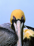 Male Brown Pelican in Breeding Plumage, Sanibel Island, Florida, USA Photographie par Charles Sleicher