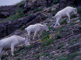 Mountain Goat, Glacier National Park, Montana, USA Photographic Print by Art Wolfe