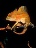 David Northcott - Crested Chameleon, Native to Camerouns Fotografická reprodukce David Northcott - Crested Chameleon, Native to Camerouns Fotografická reprodukce