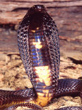 David Northcott - Black Pakistan Cobra, Native to Pakistan - Fotografik Baskı David Northcott - Black Pakistan Cobra, Native to Pakistan - Fotografik Baskı