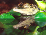 American Alligator, Native to South Eastern USA Photographic Print by David Northcott