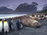 Elephant Seal and King Penguins, South Georgia Island, Antarctica Photographic Print by Art Wolfe
