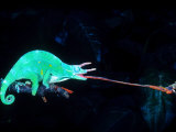 Three-horned Chameleon Capturing a Cricket, Native to Camerouns Photographic Print by David Northcott