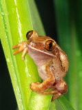 Brown Big Eye Tree Frog, Native to Tanzania Photographic Print by David Northcott