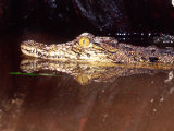 Nile Crocodile, Native to Africa Lámina fotográfica por David Northcott