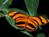 Butterfly, Venezuela Photographic Print by Art Wolfe