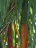 Brightly Colored Orange and Green Bamboo Stalks, Dominical, Costa Rica Photographic Print by Cindy Miller Hopkins